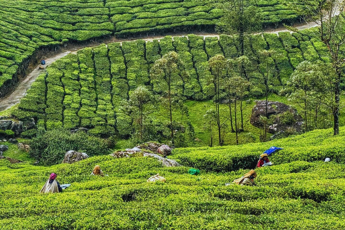 Munnar Tea Gardens